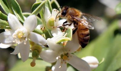 bee 081_C.jpg