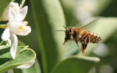 bee 112_A.jpg