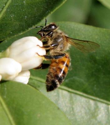 bee 165_A.jpg