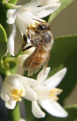 bee 186_A.jpg