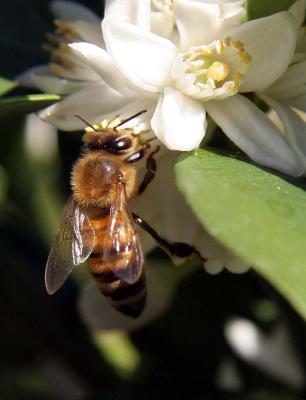 bee 199_A.jpg