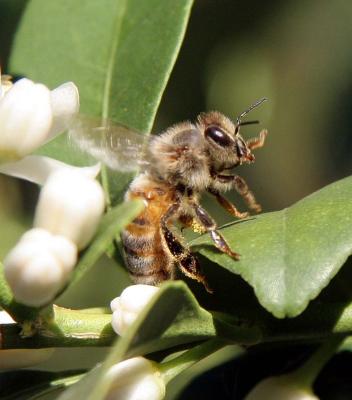 bee 242 1.jpg