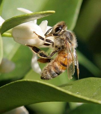 bee 261_A.jpg