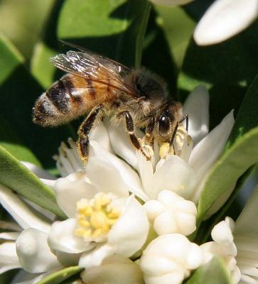 bee 281_A.jpg