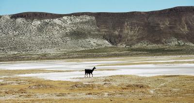 Llama on salt flat