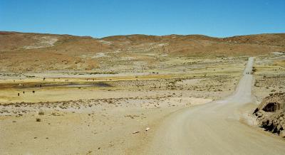 Long Road + Herd of Llamas