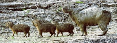 The Family Capybara