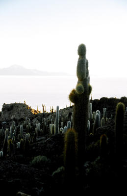 A cactus festival