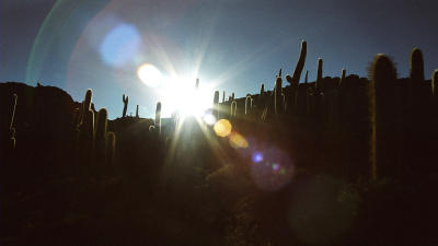 Cacti and a lens flare
