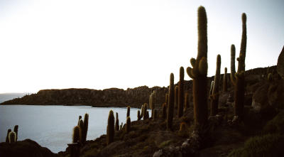 Cacti at dawn