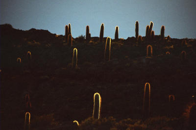Cacti waking up and stretching