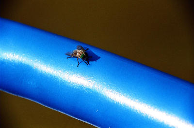 Fly