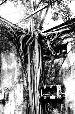 Geigeresque roots