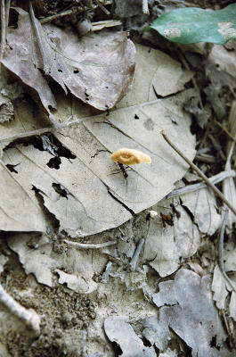 Hardcore ant with a large chunk of my bread roll