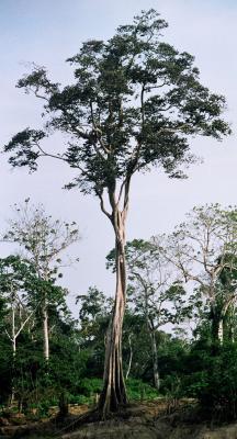 Tall tree