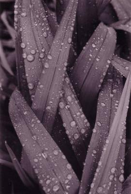 goodgrass_op_541x800.jpg