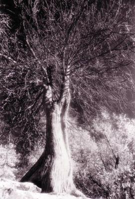 infraredtree_op_541x800.jpg