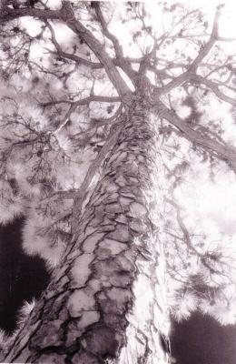 tree2_op_520x800.jpg