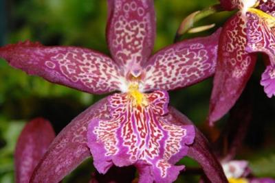 orchid1.jpg