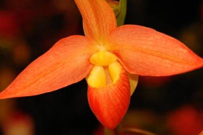 orchid02.jpg