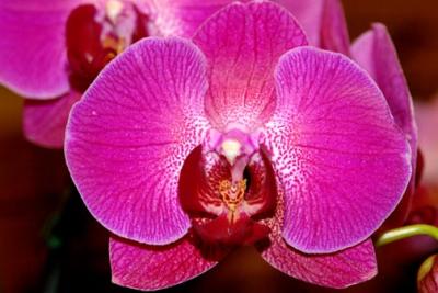 orchid7.jpg