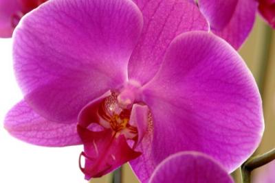 orchid10.jpg