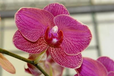 orchid12.jpg