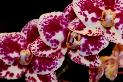 my orchid shots