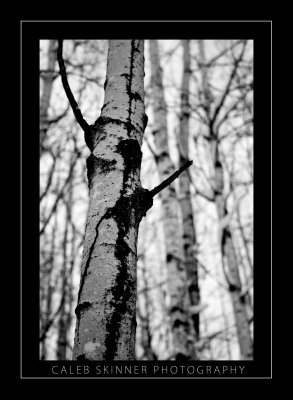 Winter Poplars.jpg