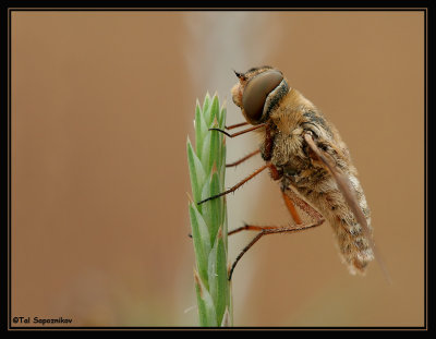 Hoverflies