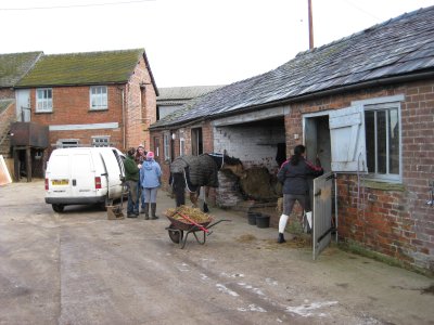 The vet was treating a horse