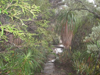 Wet, muddy rainforest descent