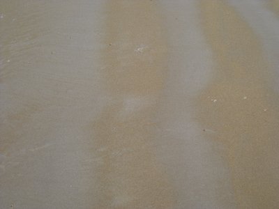 Prion Beach Sand Shades