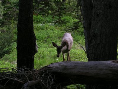 Wonderland Trail
