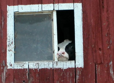 cow in the barn window...
