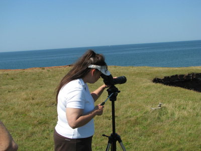 Lyne ornithologue