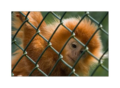 parc zoologique de Beauval