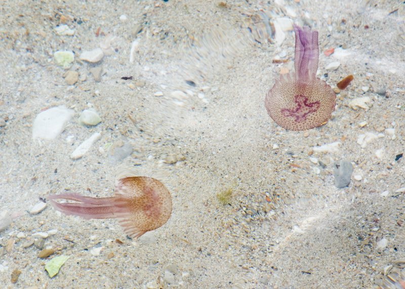 DSC_10575.jpg