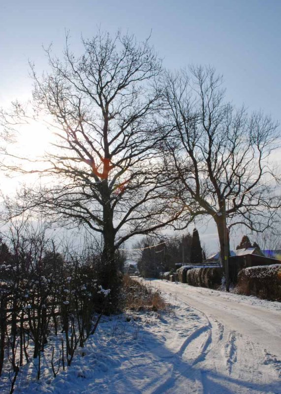 Lane leading to chillington Hall