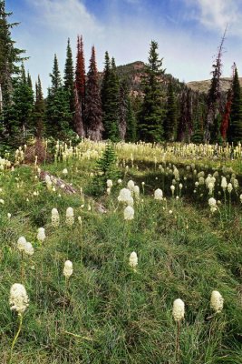 Waterton Lakes NP