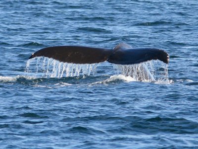 Whale Tail  - Humpback Whale