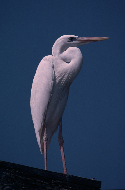 great blue heron (white morph)
