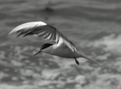 common_tern