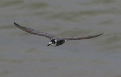 black tern / zwarte stern, Neeltje Jans