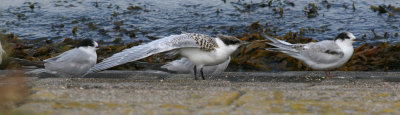 sandwich tern / grote stern, Neeltje Jans