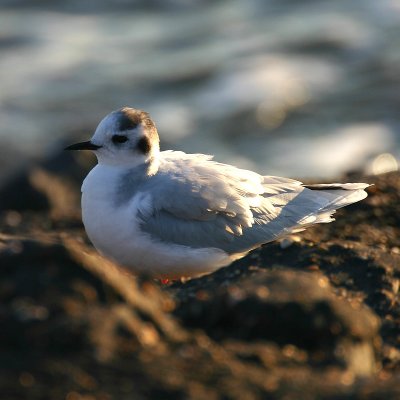 little gull / dwergmeeuw, Neeltje Jans