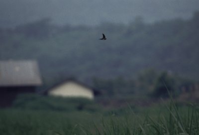 cave swiftlet, Lawang, Java