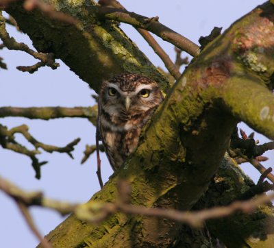 little owl / steenuil, Groede