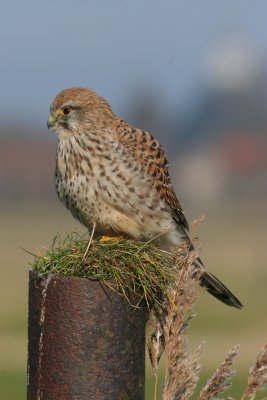 kestrel / torenvalk, Middelburg