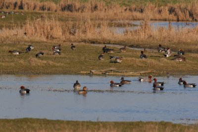 wigeon / smient, Middelburg